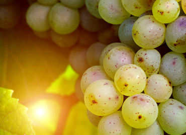 Aplicaboserde nerorem beciegast nveriti vitaesaert.