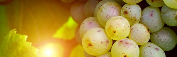 Serertas erta mioras deloreas fertasetase