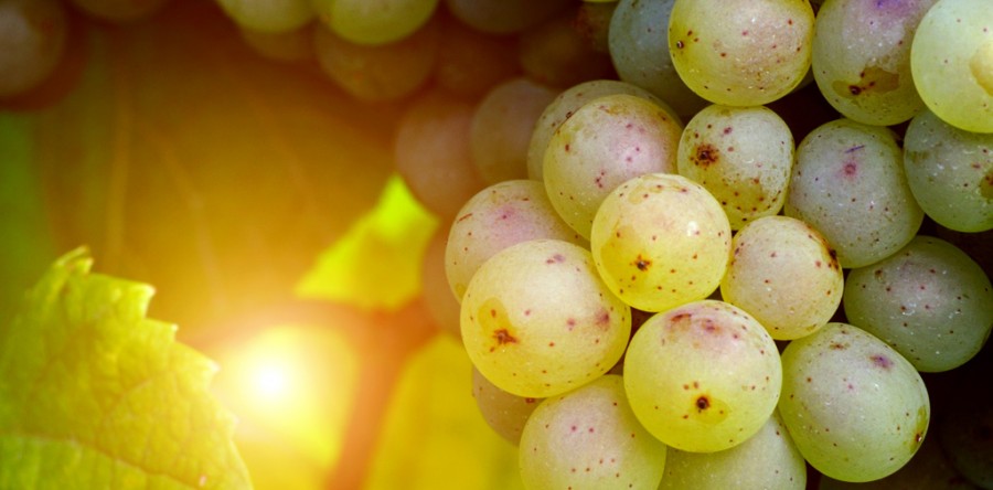 Serertas erta mioras deloreas fertasetase